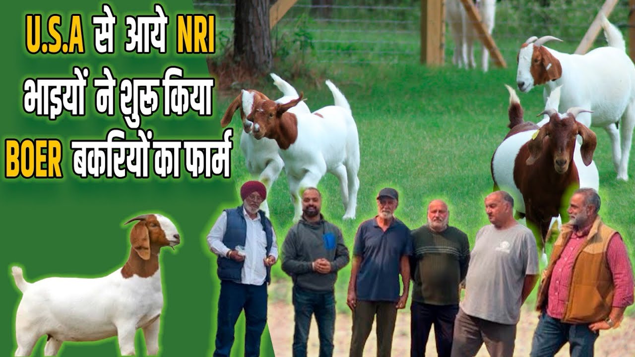 USA se aake bhaiyon ne shuru ki goat farming || Boer goat farming in Punjab