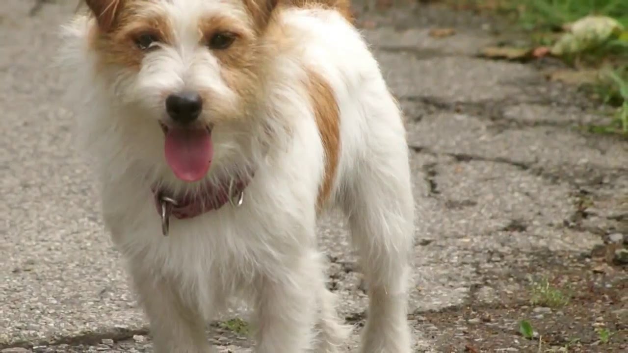 Jack Russell Terrier. La Granja Cachorros en TvAgro