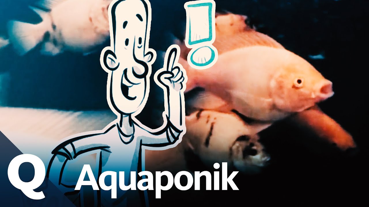 Nachhaltige Fischzucht: Verantwortungsvoll Fisch kaufen? | Quarks