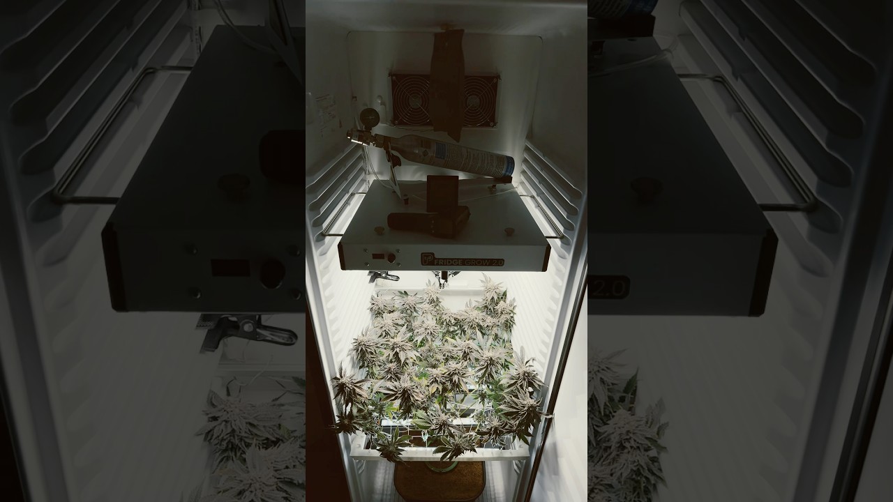 BT #53 - ICE CREAM CAKE 🥦 Fridge Grow 2.0 