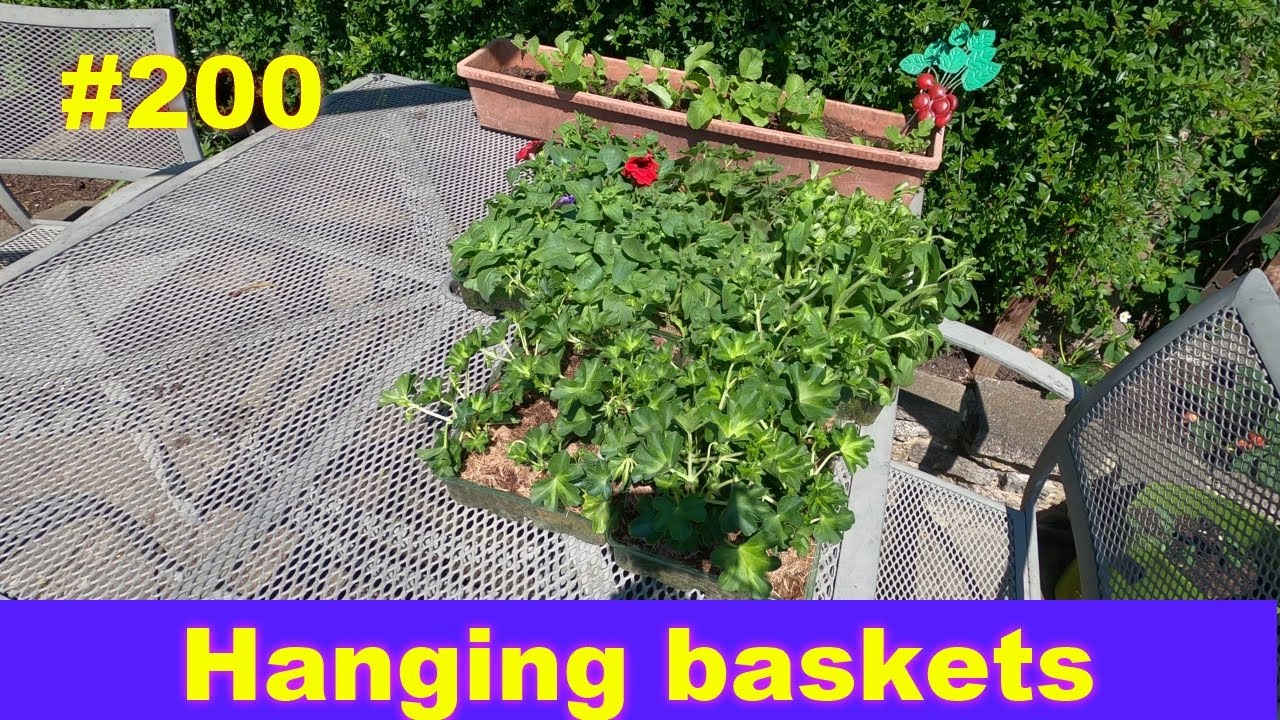 # 200 | Hanging basket ideas |and more | gardening with chris.