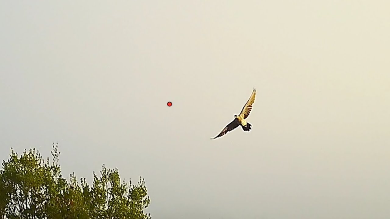 ΚΥΝΗΓΙ ΤΡΥΓΟΝΙΩΝ ΣΤΗΝ ΕΝΑΡΞΗ - ΤΡΥΓΟΝΙΑ ΜΕ SHOTCAM - HUNTING TURTLEDOVES IN GREECE - ΚΥΝΗΓΙ 2024