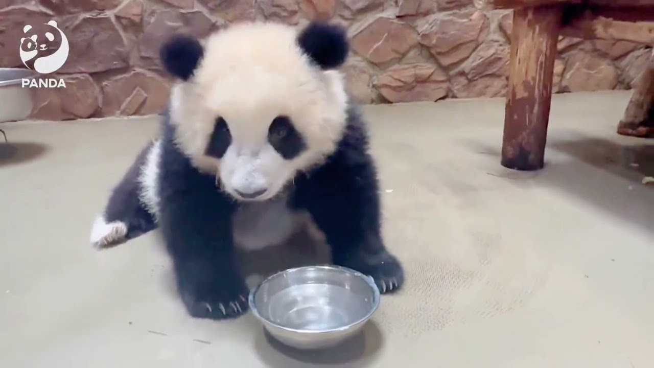 Strong baby panda@theworldseespandas5071