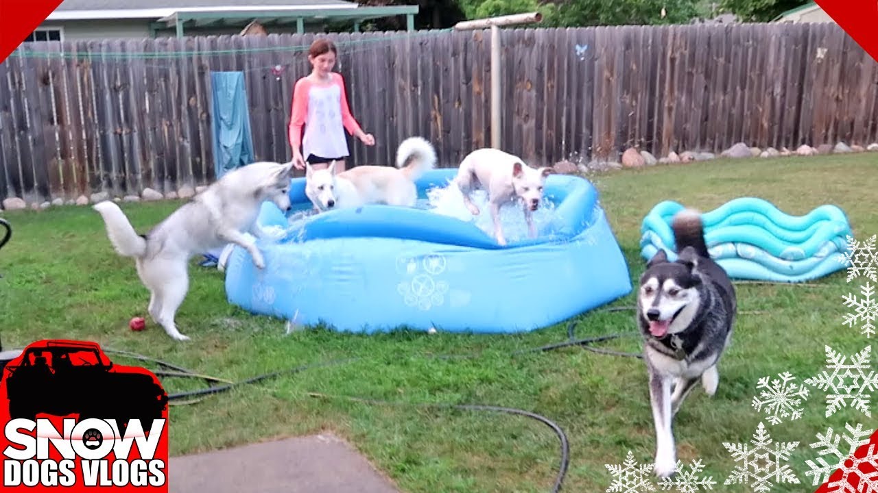 It's a Dog Swimming Pool Party To Cheer us Up!