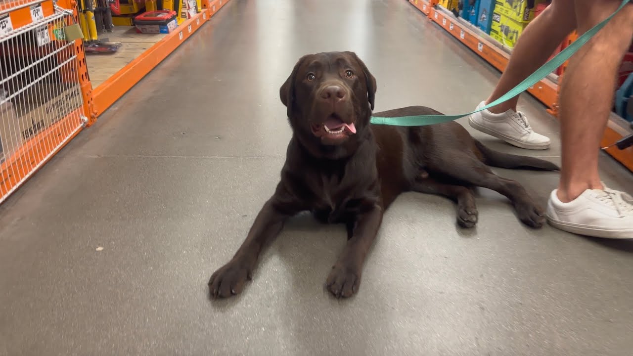 TOOK MY LABRADOR RETRIEVER PUPPY TO HOME DEPOT FOR THE FIRST TIME!!