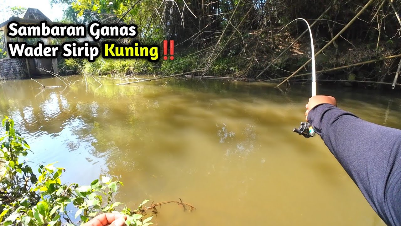 Habis hujan ikan kelaparan‼️Mancing wader di sungai opak krebet‼️