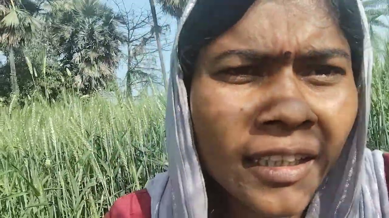 Gehun ka fasal ka video dekhiae aur bataiye kaisa hai