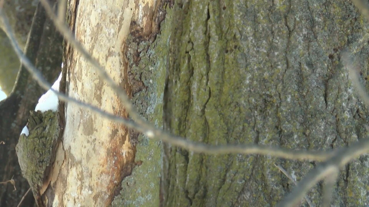 Can trees really explode like social media is claiming? 13 WREX's Bailey Boesen speaks with a tree