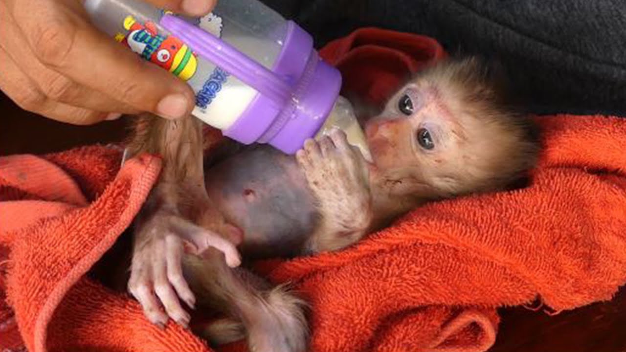 The poor monkey has a high fever, watching the moon by his father.-Baby Monkey Bon Bon