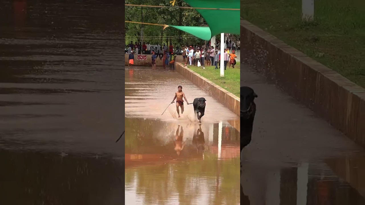 First Race #kambala #race #shortsfeed #shortvideo #shortsviral #shorts #trending #latest #manglore