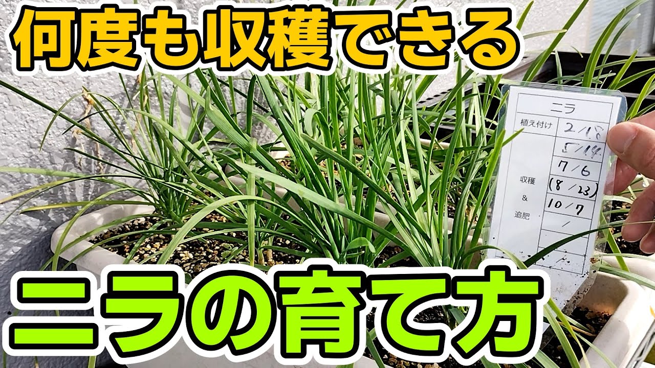 【ベランダ菜園】ニラの育て方まとめ【一度植えるとずっと収穫できる】