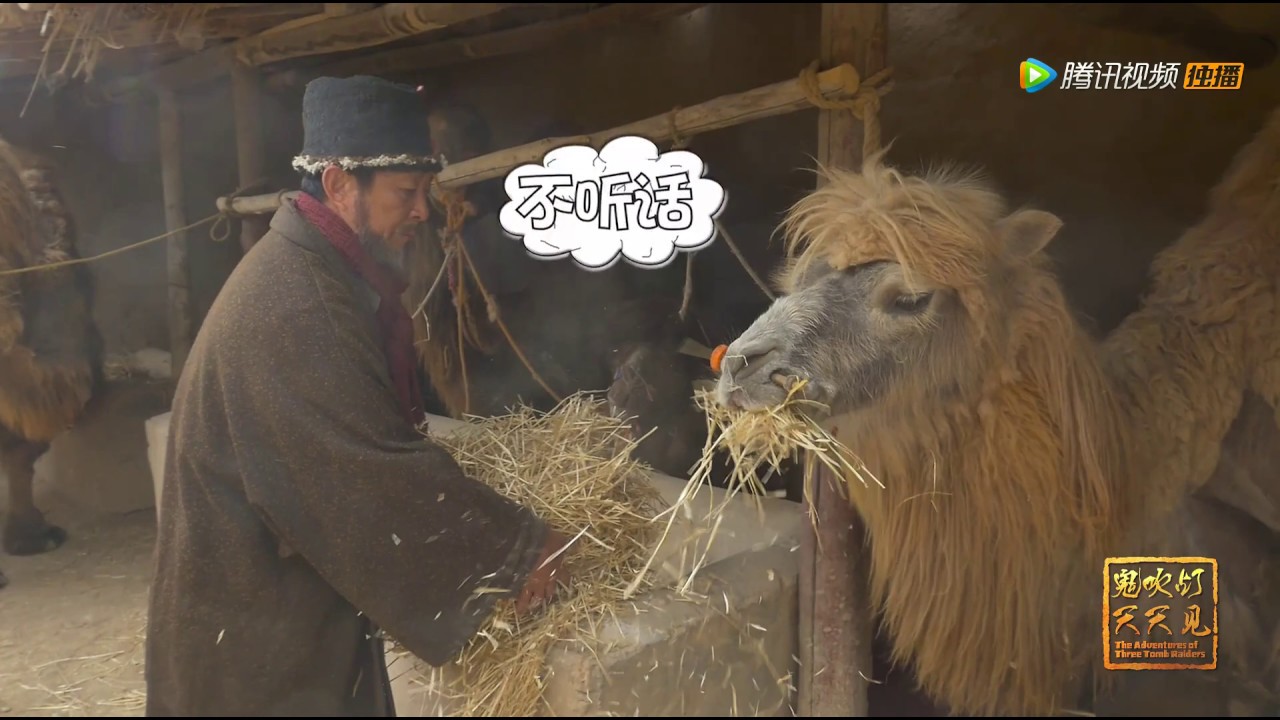 鬼吹灯天天见 与王胖子同款发型的萌宠骆驼君