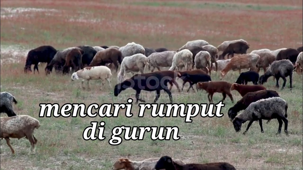 Video kawanan Domba dan kambing yang merumput di ladang Tunggul setelah panen biji di bukit Yudea 
