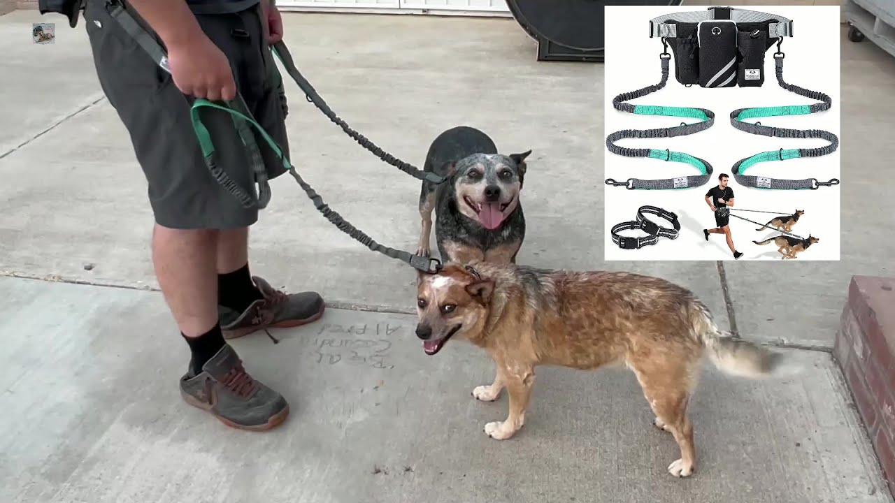 5 Ways Best Dog Leash For Snow & MeToo Australian Cattle Dog Heeler