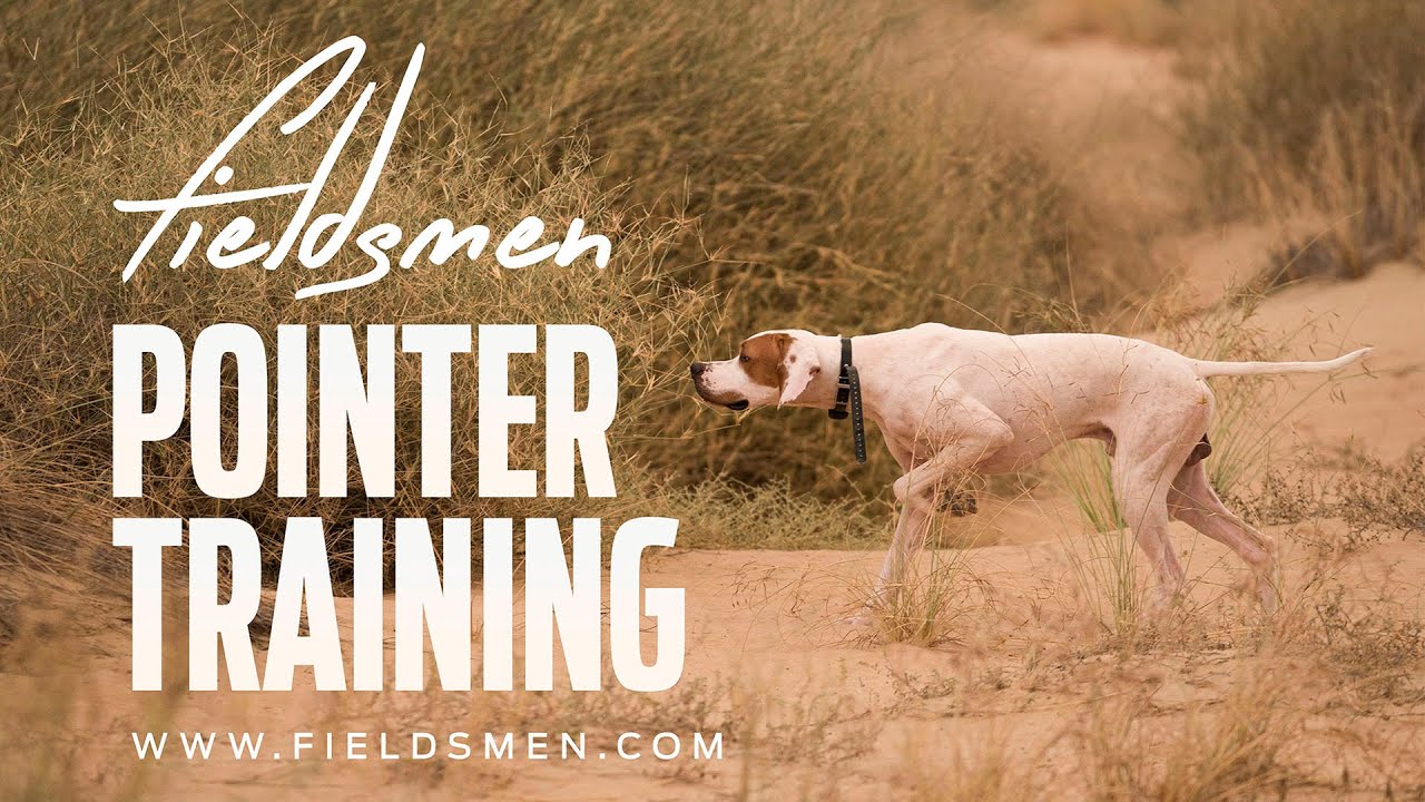 Field work - Pointer training