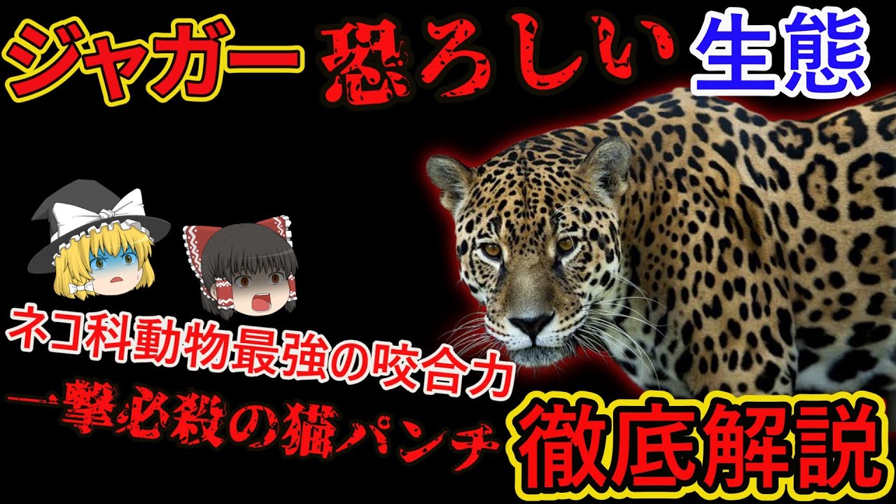 【ゆっくり解説】「ジャガー」を徹底解説/アマゾンの支配者！？ネコ科動物屈指の捕食者ジャガーの生態とは？