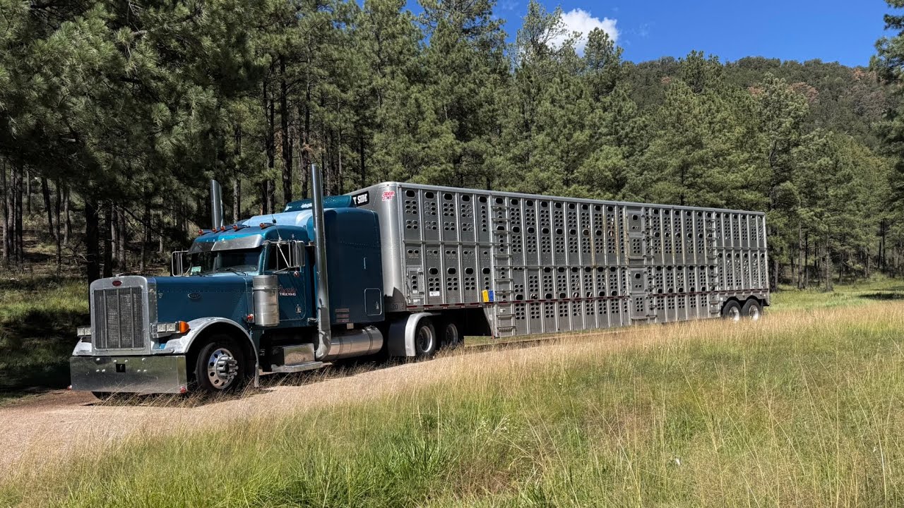 JALANDO GANADO NUEVO MEXICO Y MIREN LO QUE SE ME ATRAVESO  #troquero #trucking 