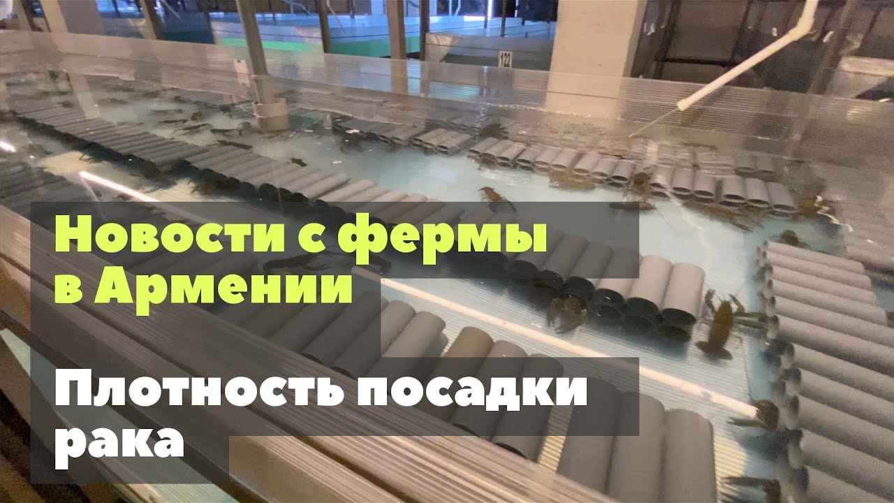 Новости из Армении. Плотность посадки рака в УЗВ.