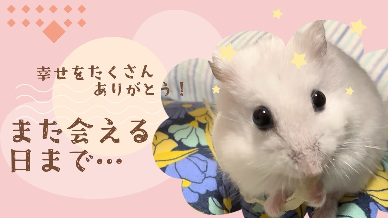 【お別れ】つきみ、ありがとう。大好きです。