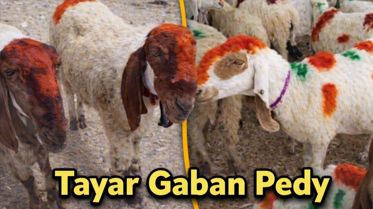 |Jacobabad Mandi se Tayar Gaban Pedy | | Vlog 145 | Bakra Mandi Jacobabad|