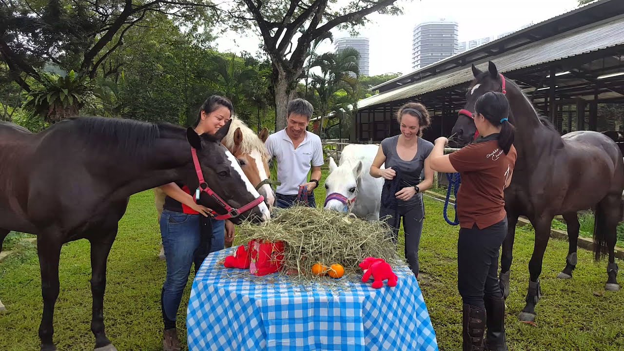 Lo-HAY! Prosperity Salad Toss for the Horses!