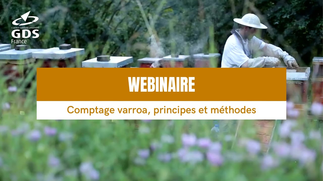 Webinaire apicole : Comptage varroa, principes et méthodes