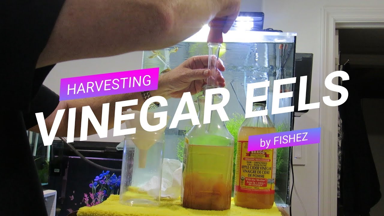 Fishez Presents - Harvesting & Feeding Live Vinegar Eels to Fish Fry