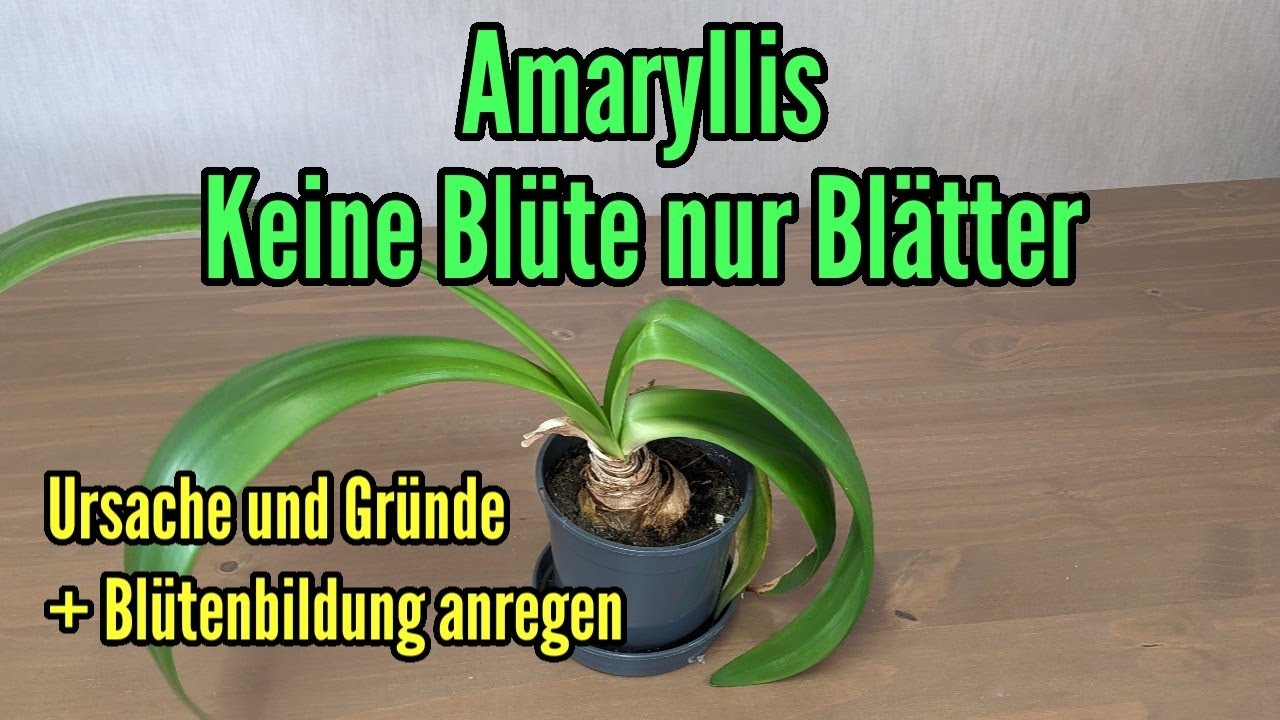Amaryllis nur Blätter und keine Blüte - Ursache und Gründe - So Blütenbildung anregen