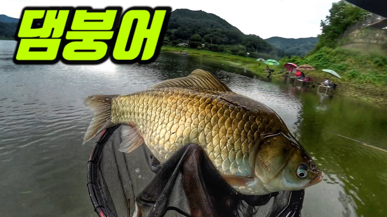 What a big Dam Carp!!!