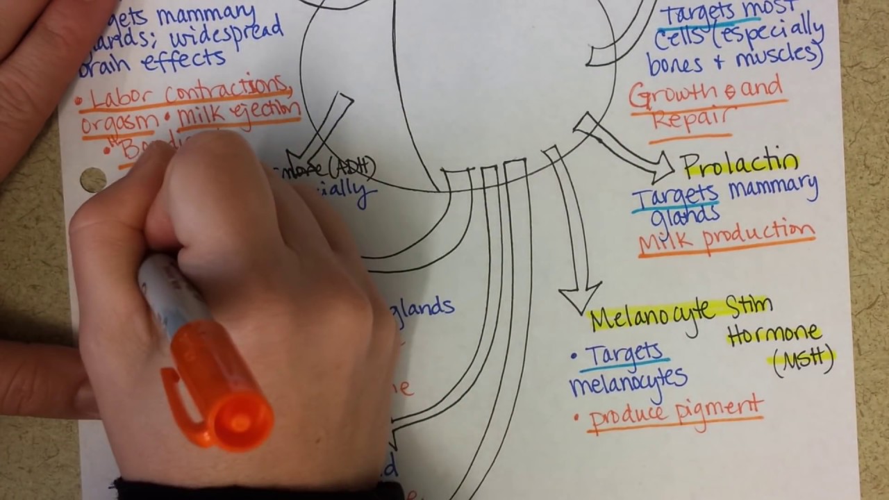 Pituitary Gland Hormones