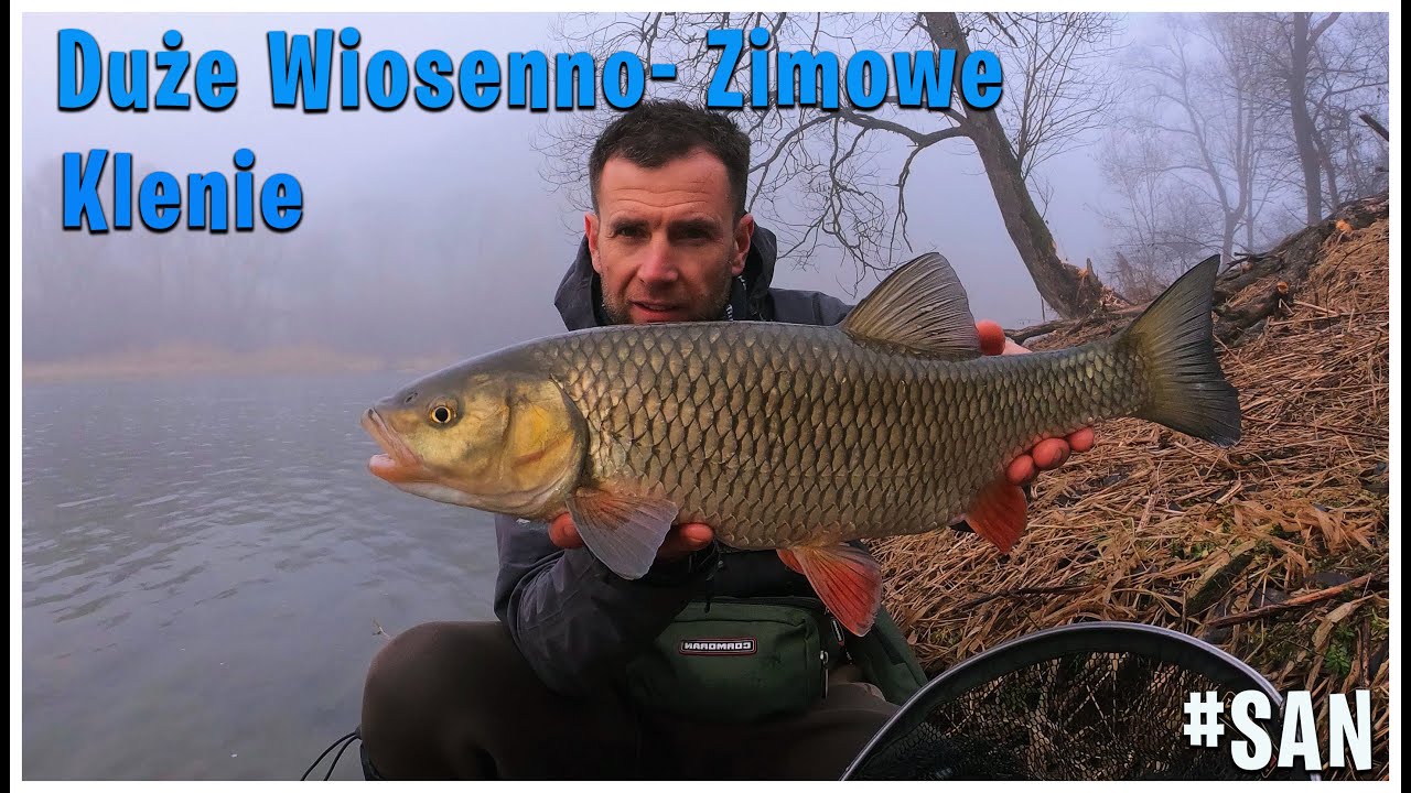Duże Zimowo- Wiosenne Klenie | Wędkarstwo Spinningowe