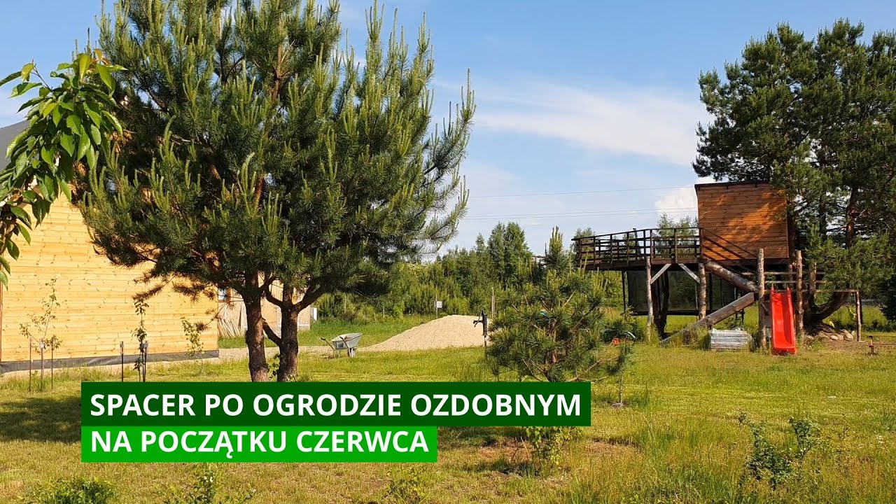 Spacer po ogrodzie na początku czerwca. Ogród od podstaw. Ogród od zera. Zakladamy ogród.