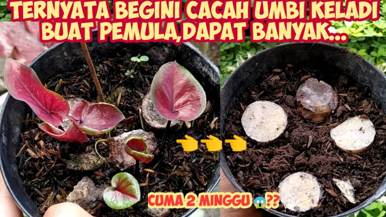 2 MINGGU BERTUNAS,TERNYATA Begini Cara Cacah Umbi Keladi Buat Pemula, Jadi Banyak 😁
