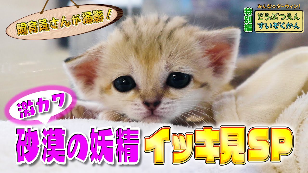 激カワ！“砂漠の妖精”スナネコ・アミーラ イッキ見SP（那須どうぶつ王国）