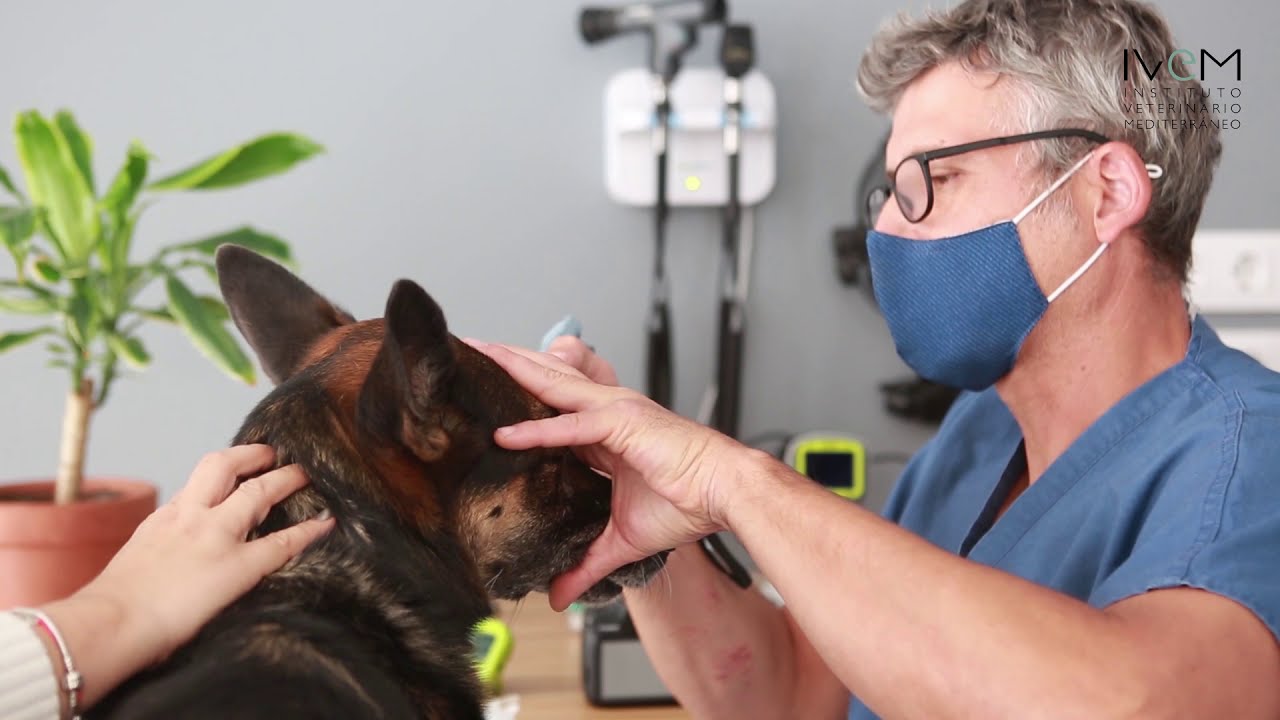 Cataratas caninas - Oftalmología Veterinaria