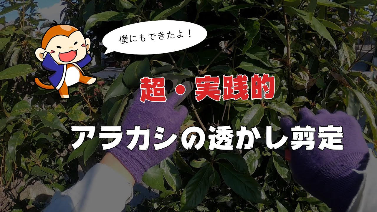 【アラカシの透かし剪定】飛庄SR-1型＆岡恒A型を使ったプロの剪定作業