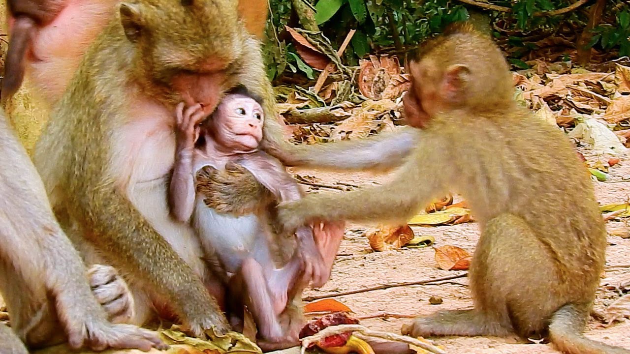 This Monkey want to play with Baby Monkey &ldquo;Popular Daily &ldquo;