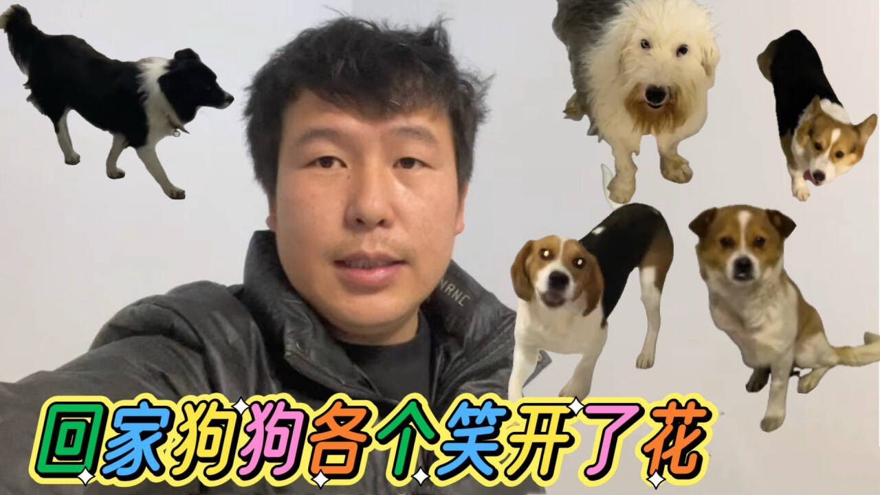 2026-2-2 Stray dog home 今天从医院回来好多狗狗，回到基地后它们开心的到处奔跑。