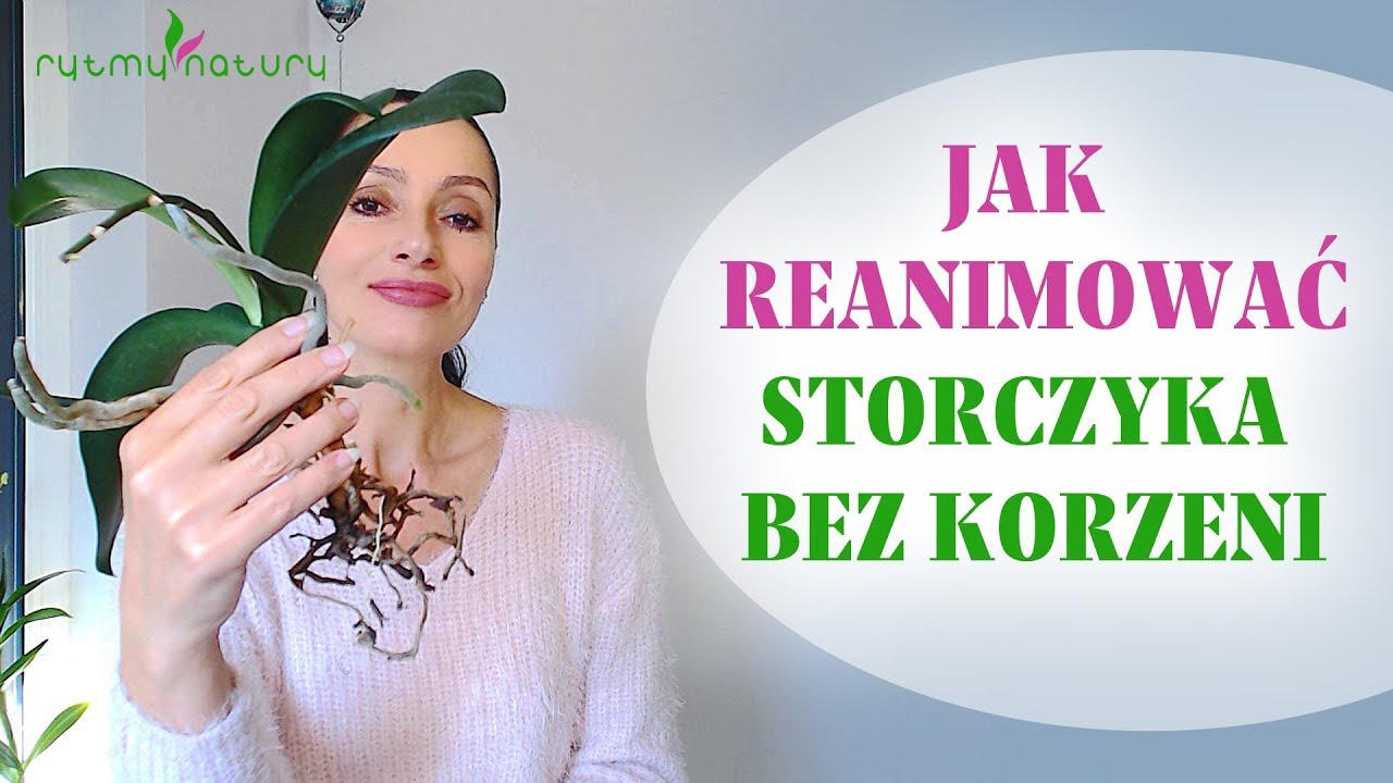 Reanimacja storczyka bez korzeni według nieznanej metody