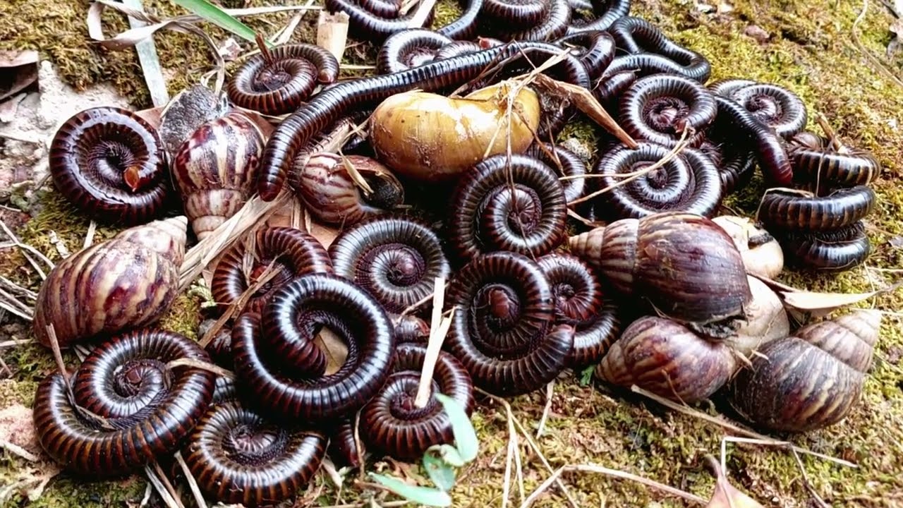 In the morning I go out to catch snails and millipedes#millipedes#