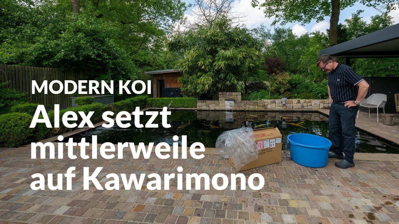 Alex bekommt seine neuen Koi| Modern Koi Blog #6833