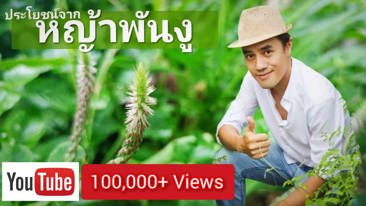 ต้นหญ้าพันงู ต้นโคยงู ประโยชน์ สรรพคุณ สมุนไพร