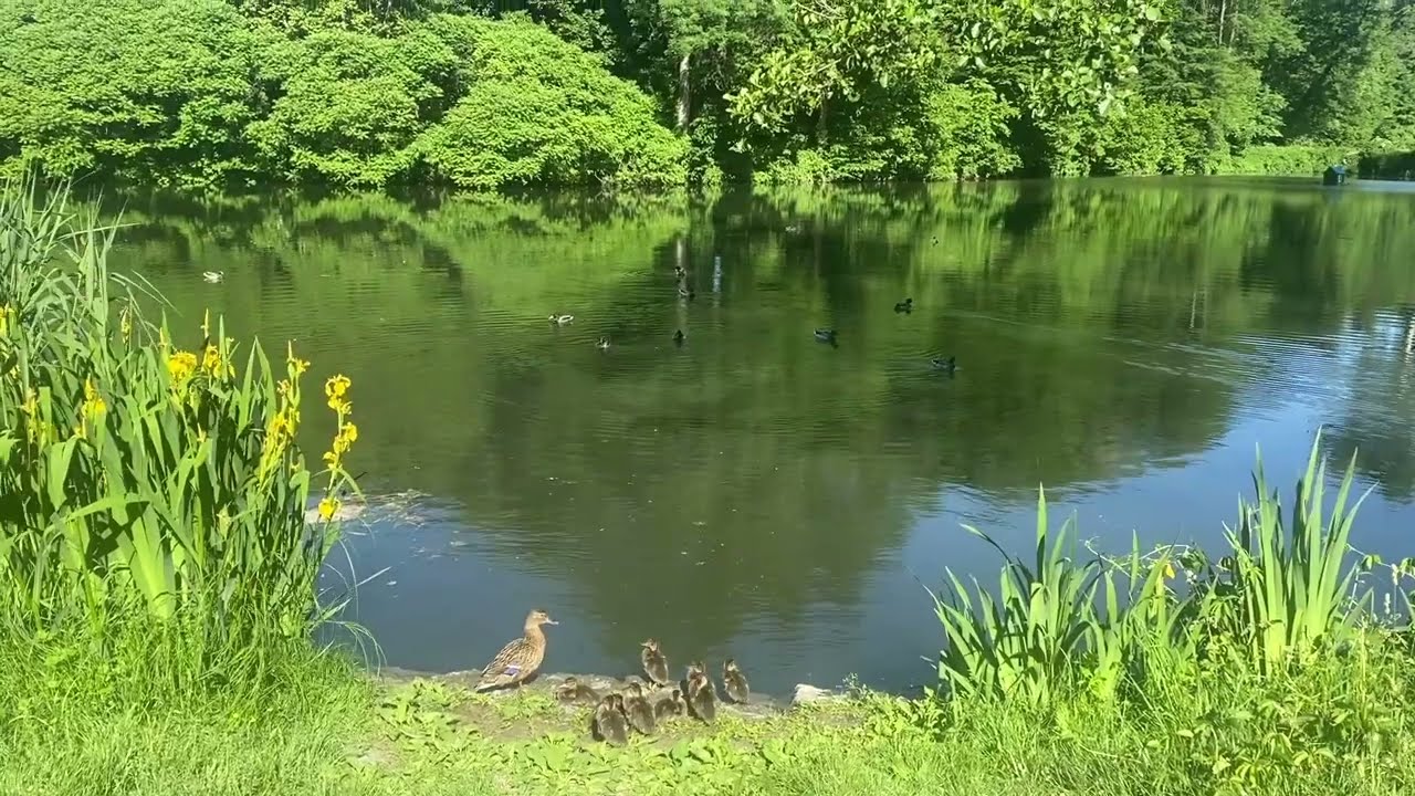 UKRAINIAN NATURE | УКРАЇНСЬКА ПРИРОДА