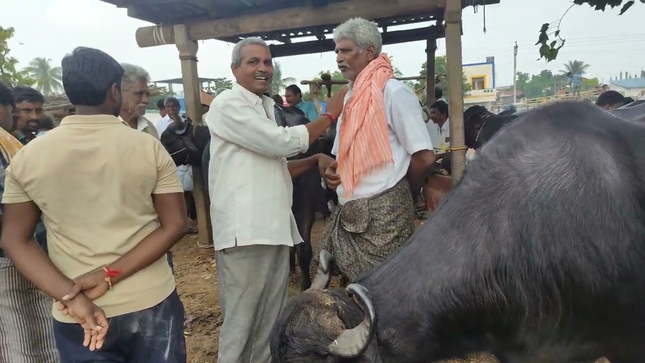 పశువులను కొనేటప్పుడు ఎలాంటి జాగ్రత్తలు తీసుకోవాలి