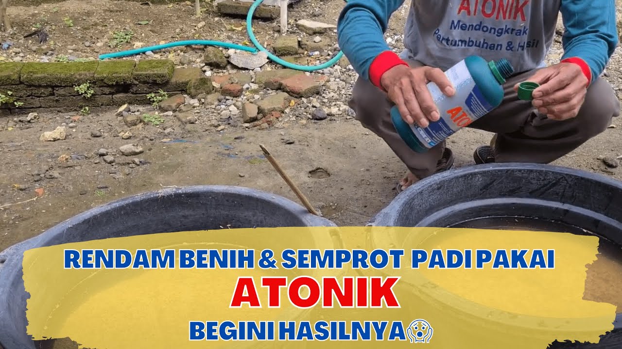 SEMPROT PADI PAKAI ATONIK, BEGINI HASILNYA
