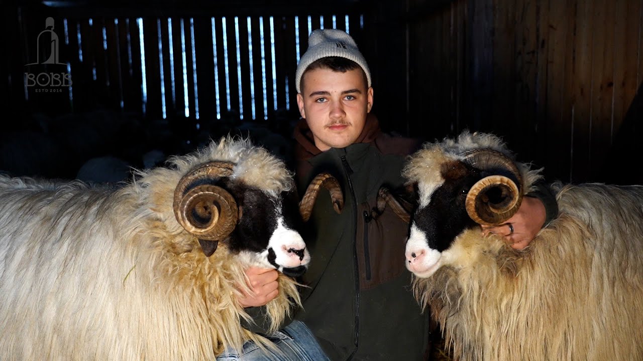 BERBECII BREZI ai t&acirc;nărului Florin de pe valea Șendroaiei - Bistrița | C&acirc;ine dus de lupi