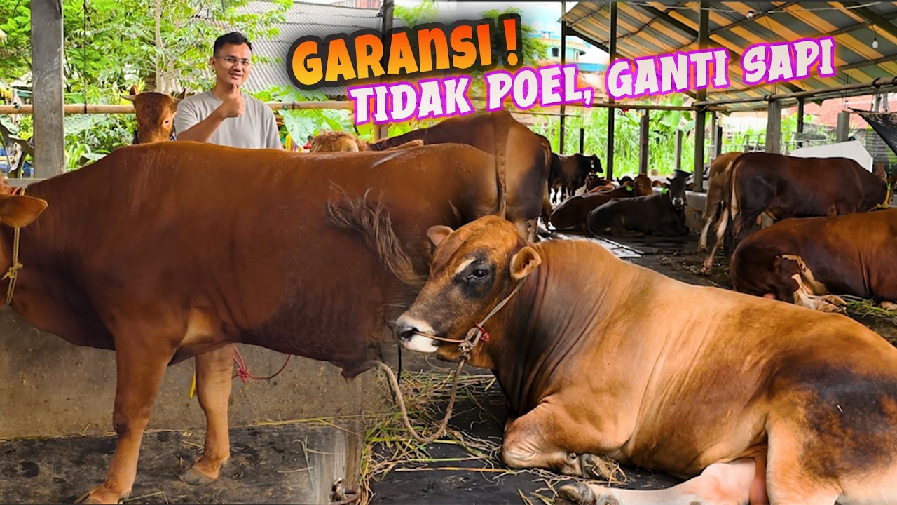 TIDAK POEL GANTI SAPI ‼️Sapi qurban limosin murah Bintang Tani Madani