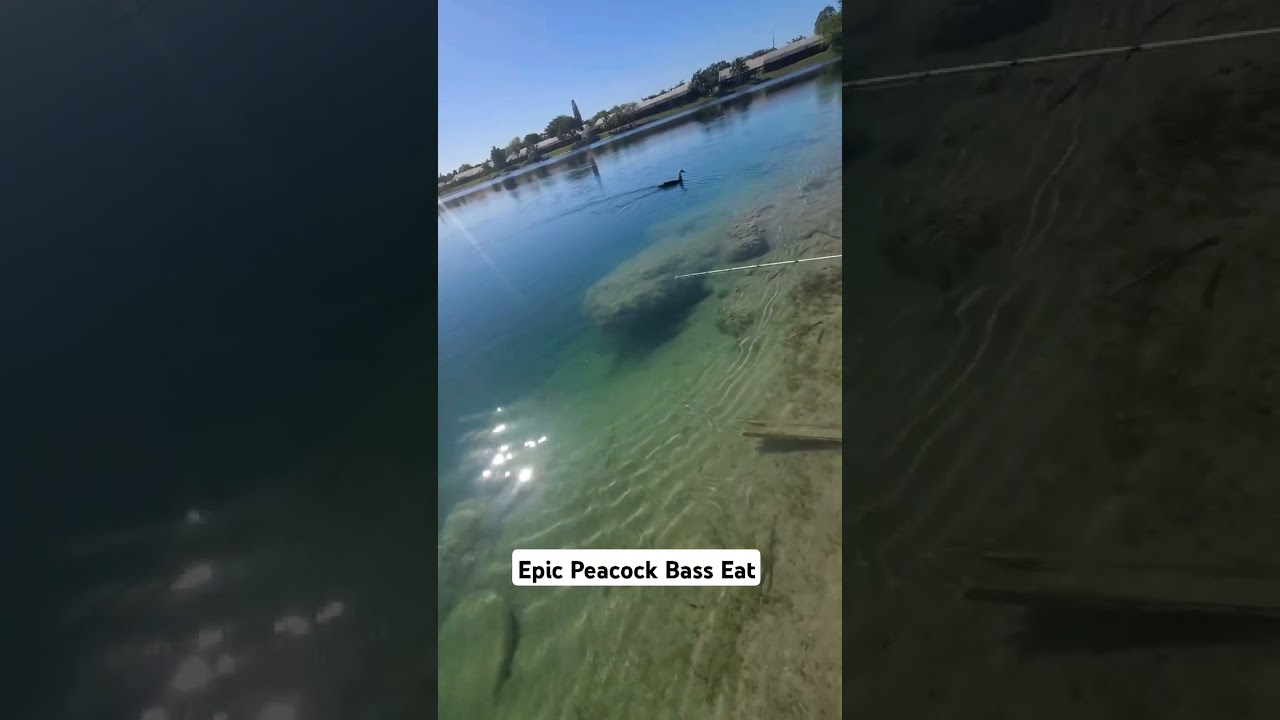 Sight fishing Peacock bass in Miami🎣