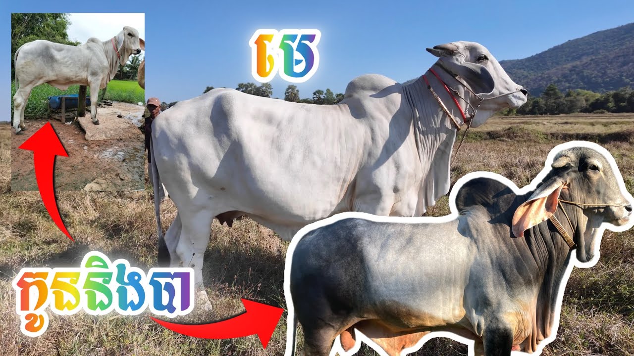 គោល្បីឱ្យកូនល្អនៅតានី (ជាបជើងភ្នំម្រោម)