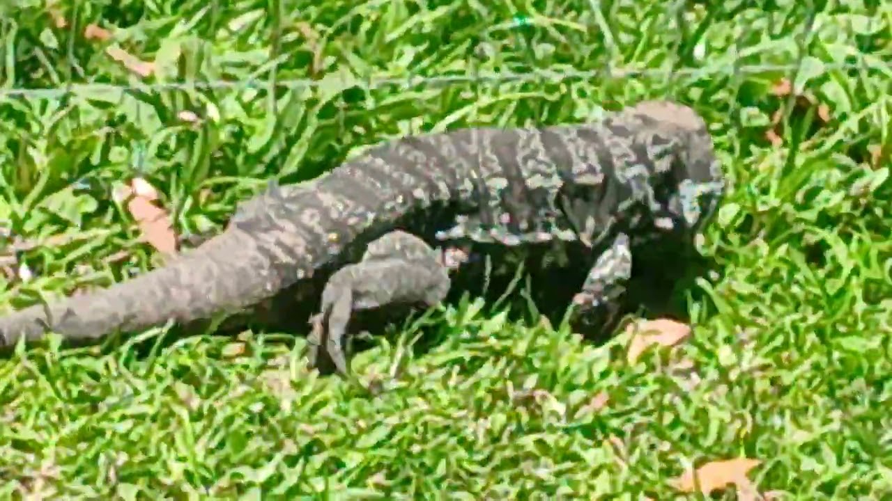 O teiu encurralado bicho será Q vai me enfrentar to lascado bicho o louco meu